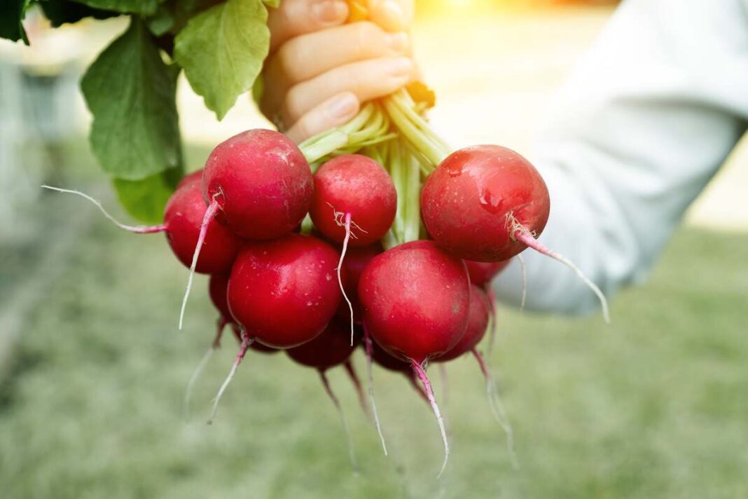 Bulvių dydžio ridikėliai šviežiai nuskinti, laikomi rankoje – įspūdingo dydžio ir ryškios spalvos derlius.