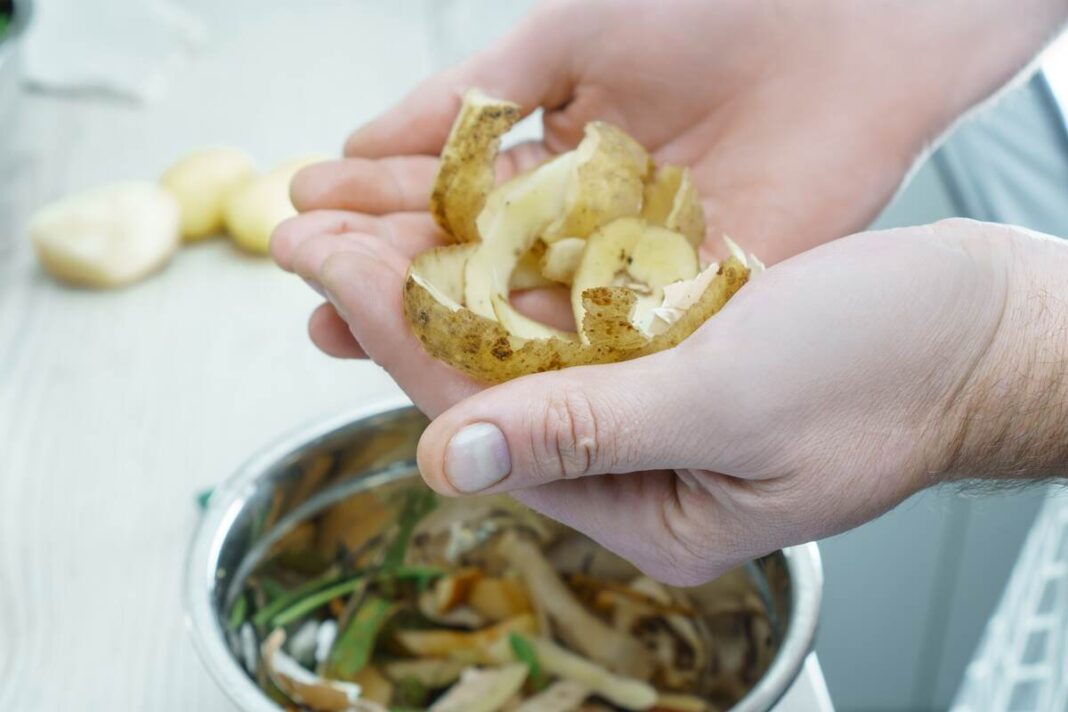 Bulvių lupenos laikomos rankose virš komposto kibiro – natūrali ir ekologiška trąša daržui.