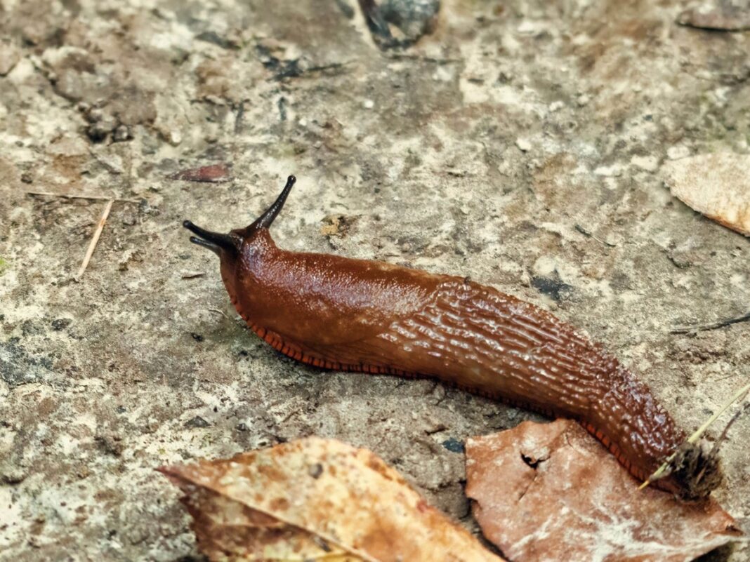 Druskos naudojimas nuo šliužų – šliužas ant akmenuoto paviršiaus, sode tarp rudens lapų.