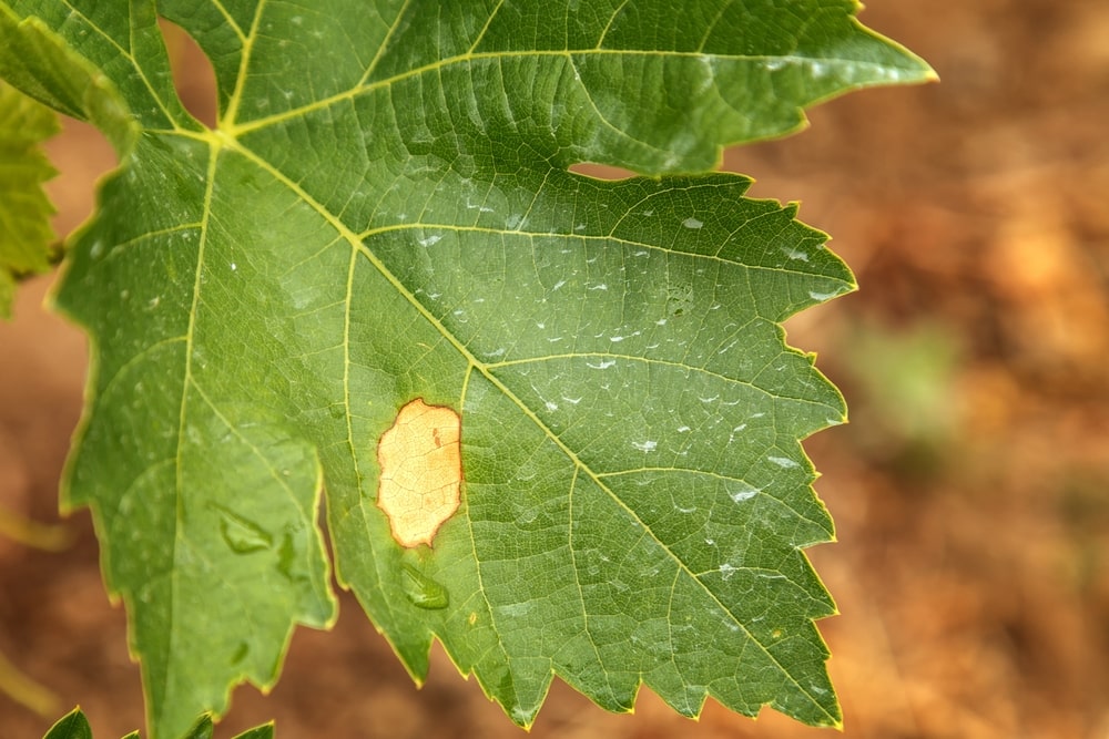 Geltonos dėmės ant agurkų lapų gali reikšti pavojingą infekciją, kuri greitai plinta be tinkamos priežiūros.