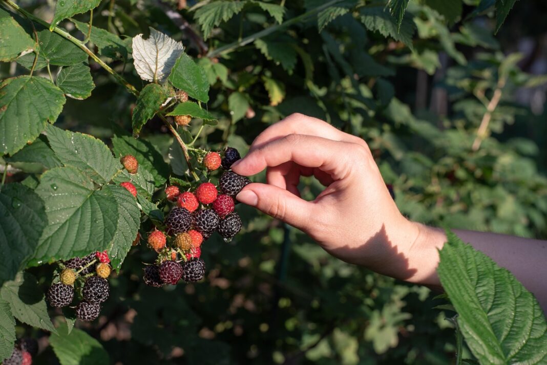 gervuogių nauda odai ir sąnariams – žmogaus ranka skinanti gervuoges nuo krūmo lauke.