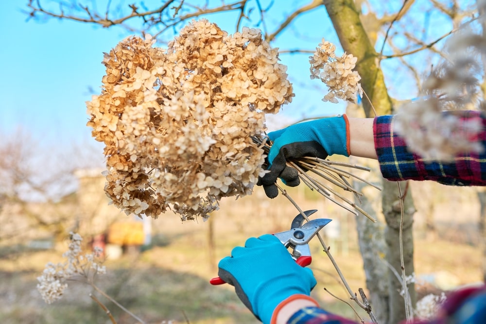Hortenzijų žiedų šalinimas – sodo darbuotojas su pirštinėmis pjauna nuvytusį hortenzijos žiedą sodo žirklėmis.