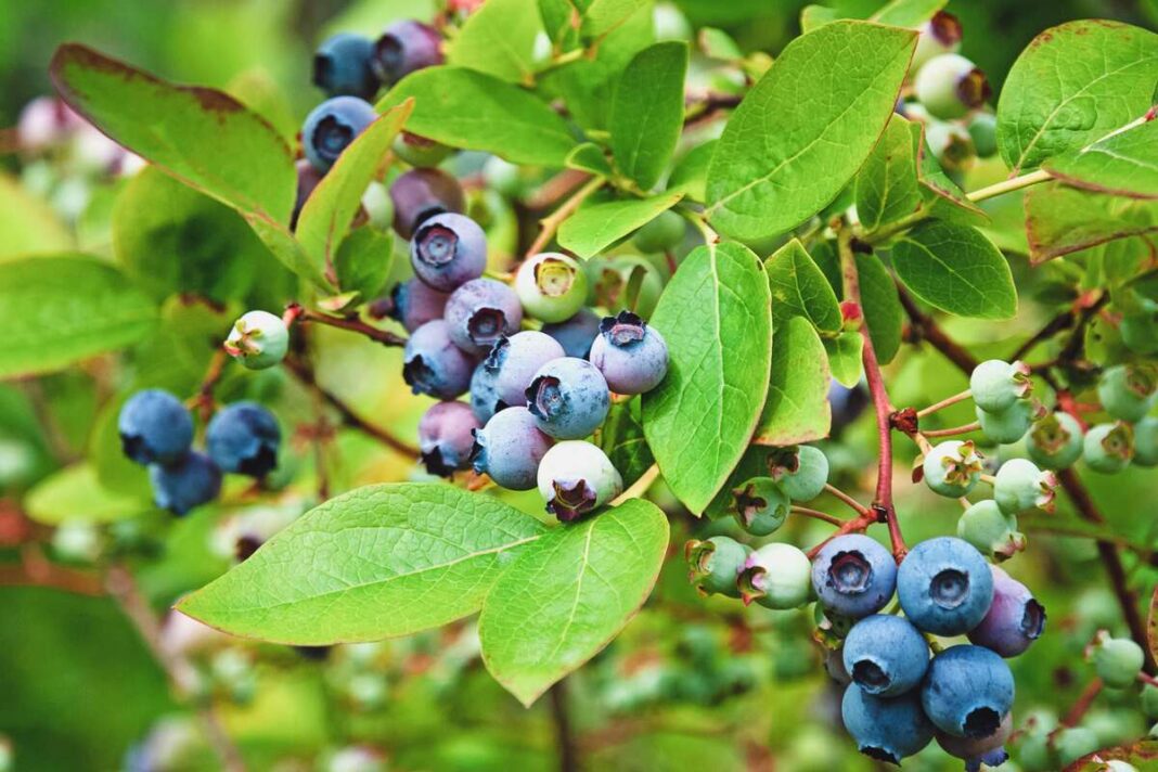 Ką daryti kad šilauogių būtų daugiau – gausiai uogomis aplipęs šilauogės krūmas su žaliomis, rausvomis ir mėlynomis uogomis.