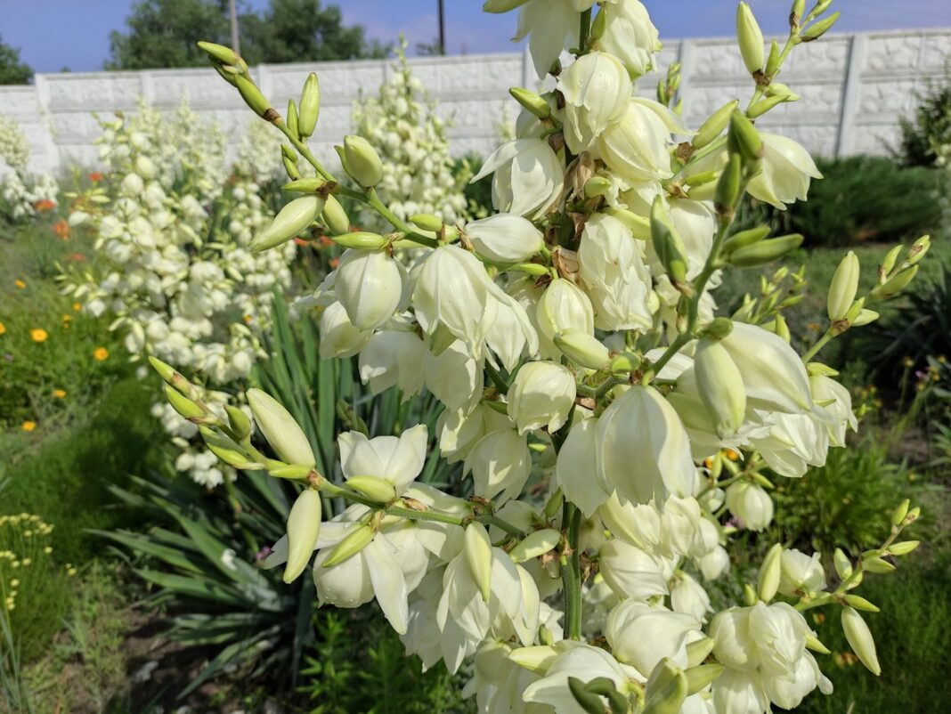 Kada pražysta juka – arti priartinti balti žiedai išryškėja virš žalių lapų sode.