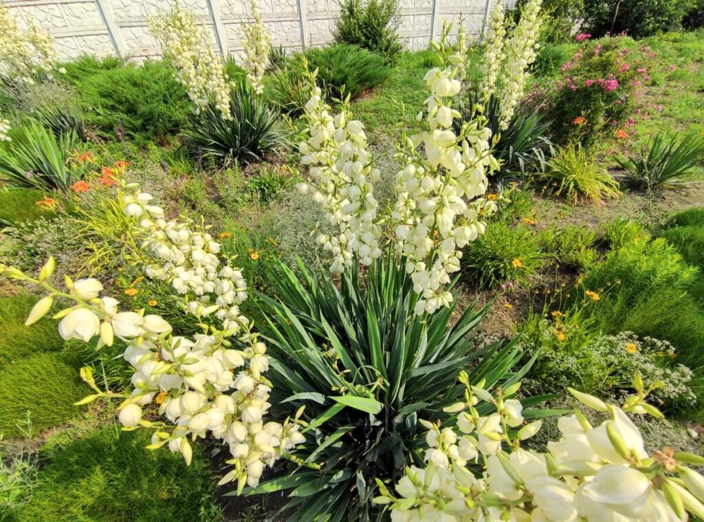 Kada pražysta juka – gausiai žydintys jukos krūmai sode šalia kitų augalų.