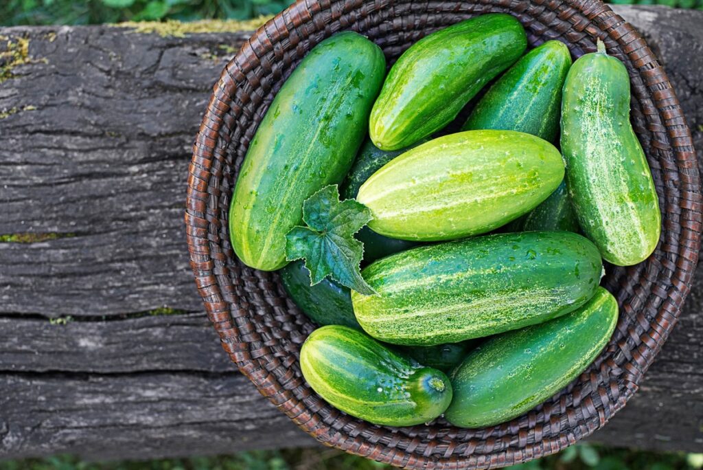 Kaip išlaikyti agurkų derlių iki rudens – šviežiai nuskintų agurkų krepšelis padėtas ant medinio suolo sode.