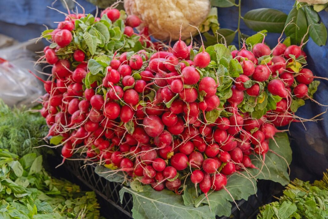 Ryškiai raudonų ridikėlių kuokštai turgavietėje – rezultatas, kai žinai, kaip užauginti daug ridikėlių net ribotoje erdvėje.