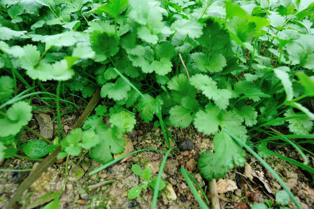 Kalendra darže suvešėjusi tarp kitų augalų – stiprūs, sodriai žali lapai.