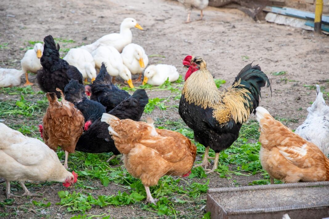 Kasdieniai vištų kiaušiniai prasideda nuo sveiko ir natūralaus laikymo – laisvai vaikštančios vištos kaimo kieme.