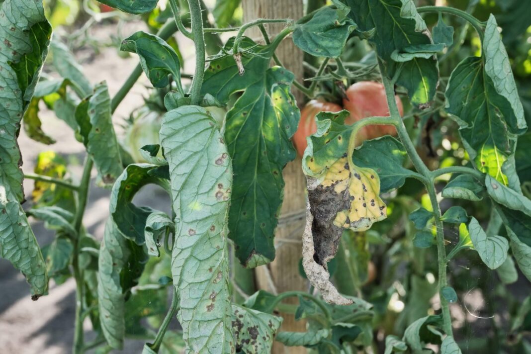 Pomidorų lapai su puvinio ir dėmių ženklais – dažna problema, kai taikomas kasdienis pomidorų laistymas.