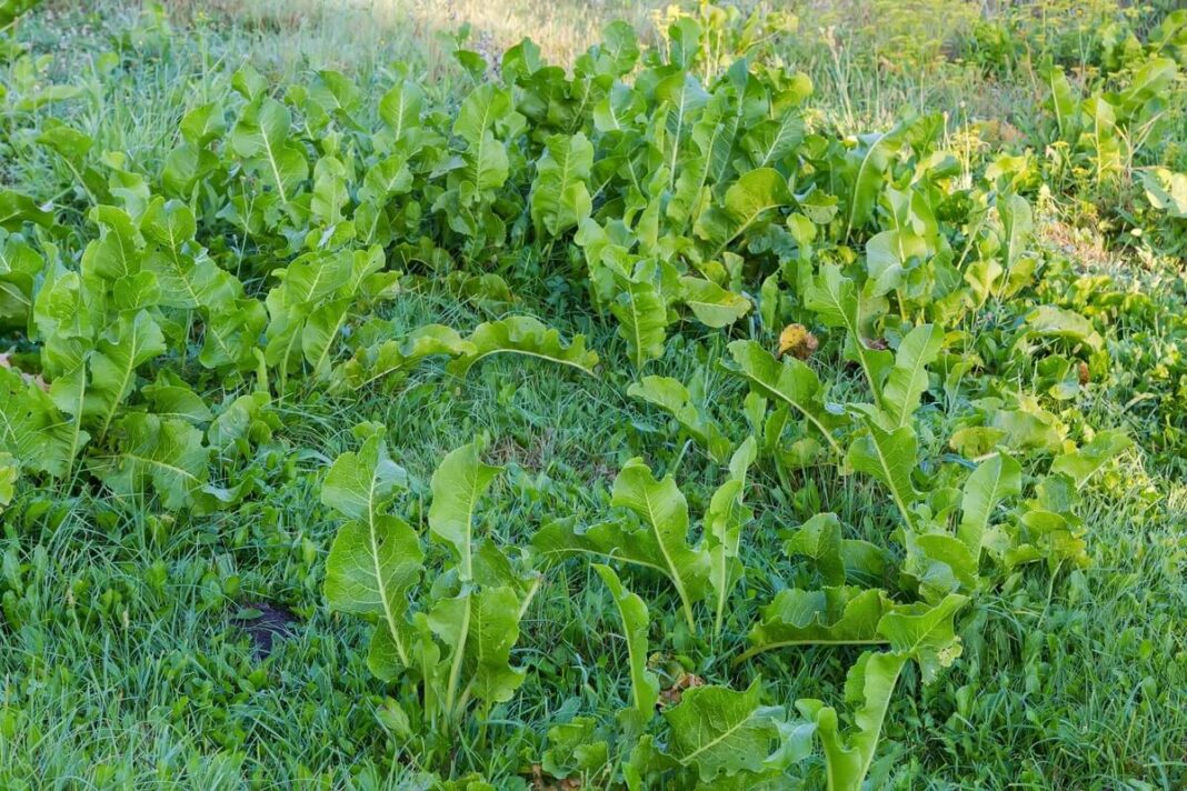 Natūraliai pievoje augantys krienų lapai – natūrali priemonė nuo sąnarių skausmo.