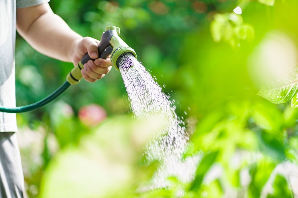 Vyras rankoje laiko žarną ir laisto augalus ryškią vasaros dieną – būtinas rugpjūčio sodininkų patarimas karštyje.