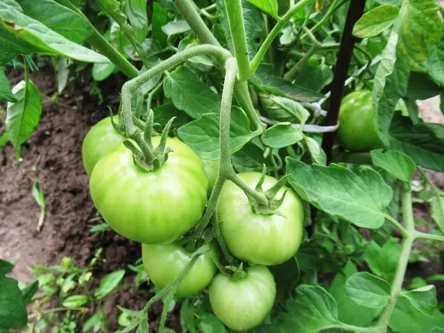 Lėtai noksta pomidorai – neprinokę vaisiai ant tvirto stiebo vasaros viduryje, stabdomas jų brendimas.