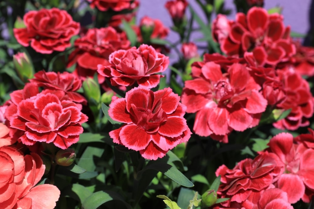 Liaudiškas tepalas iš gvazdikėlių – ryškūs gvazdikėlių žiedai, dažnai painiojami su prieskoniu, bet vizualiai atpažįstami gamtos elementai.