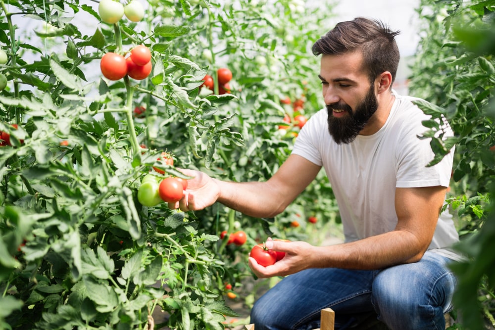 Liepa tręšiami pomidorai rankose – ūkininkas tikrina nokimo rezultatus tarp šiltnamio eilių.