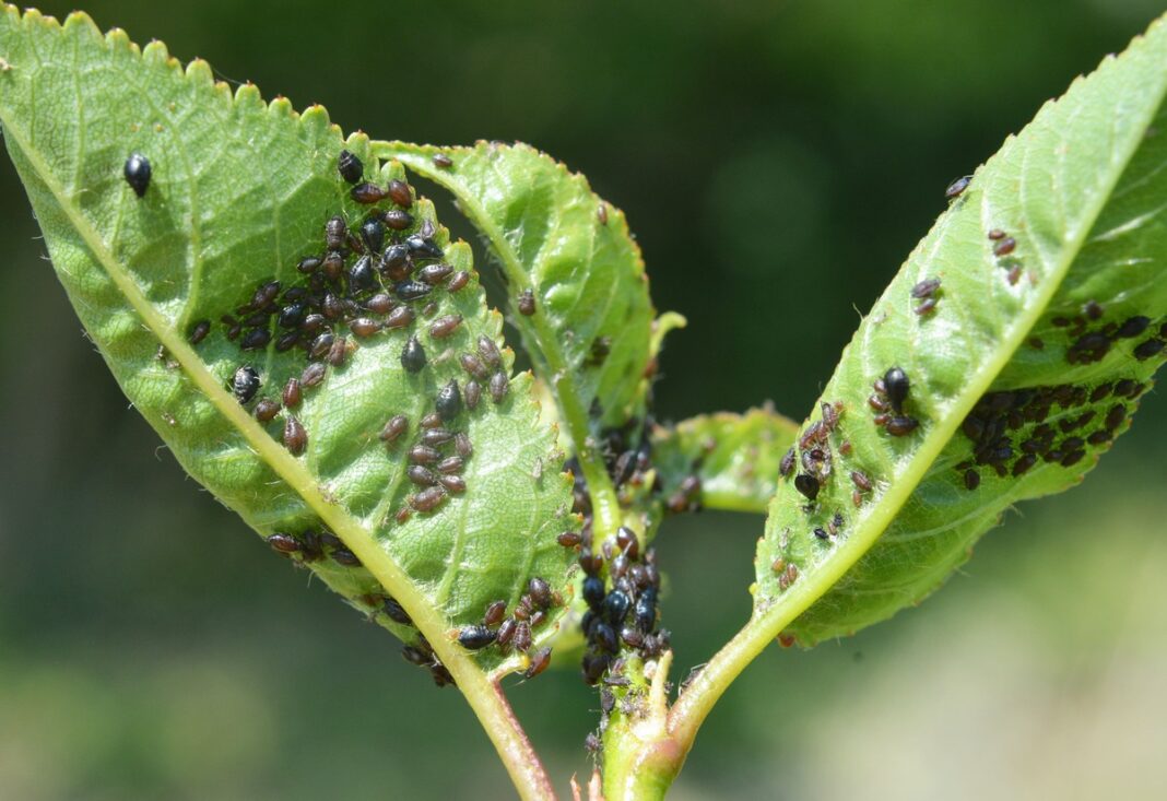 Medetkų nuoviras nuo amarų – priemonė, padedanti apsaugoti augalus nuo intensyvaus amarų užkrėtimo.