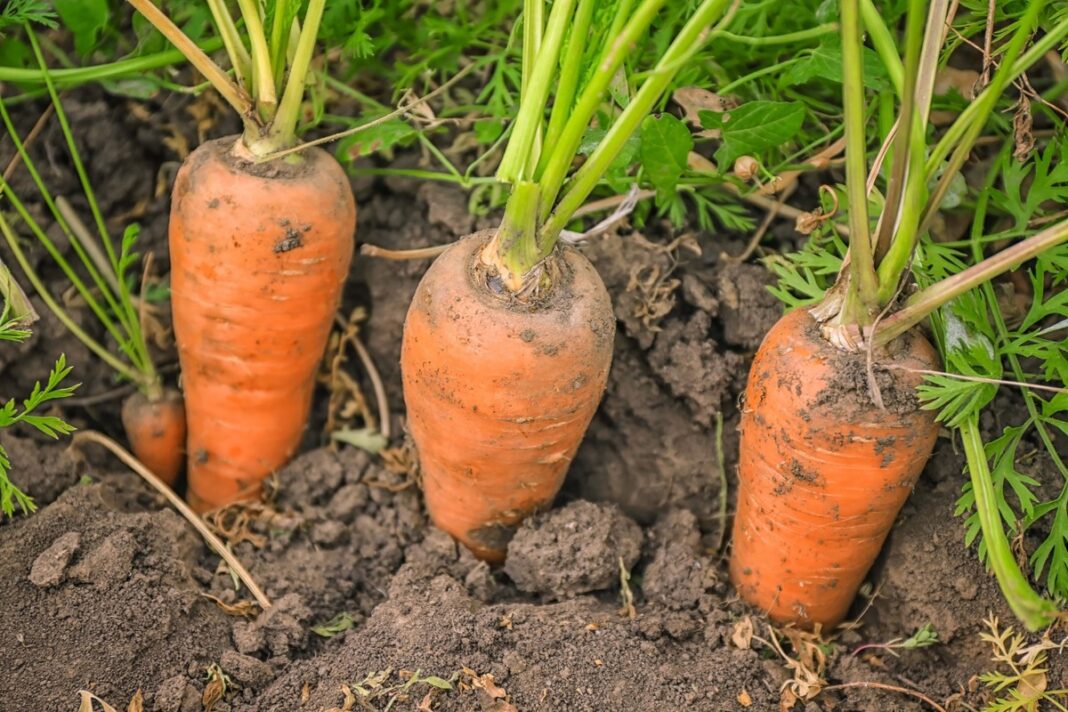 Morkų auginimo taisyklės – tiesios, tobulos formos morkos, užaugintos laikantis tinkamos agrotechnikos.