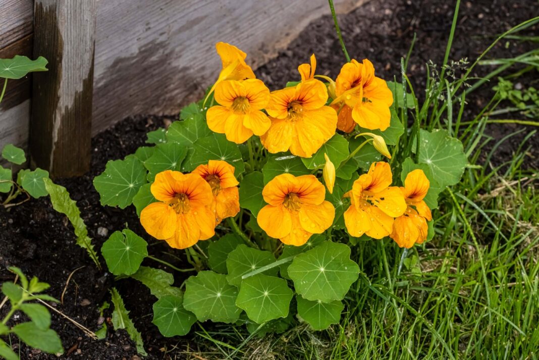 Nasturtos darže – ryškiai žydintis vaistinis augalas su stipriomis priešuždegiminėmis savybėmis.