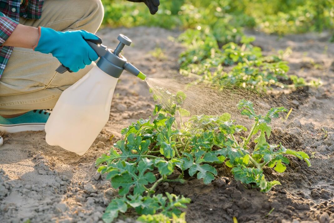 Natūrali trąša augalų atgaivinimui naudojama lauke, purškiant ant daržo augalų – skatina sveiką augimą.