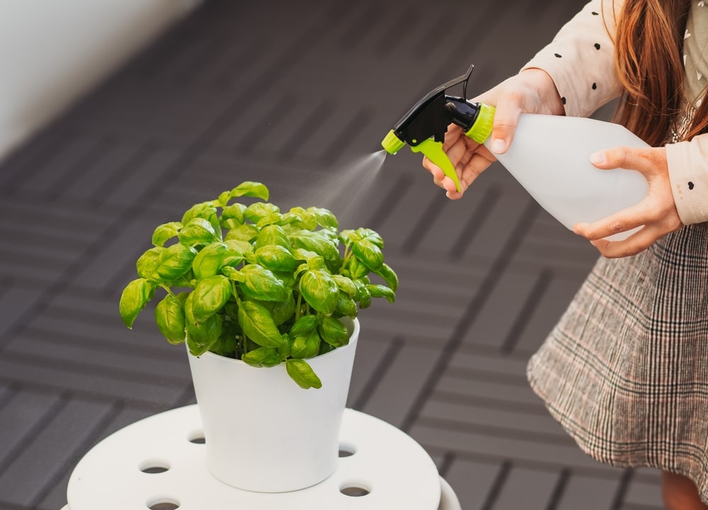 Natūrali trąša augalų atgaivinimui purškiama ant kambarinio augalo vazonėlyje – paprasta ir veiksminga priežiūra.