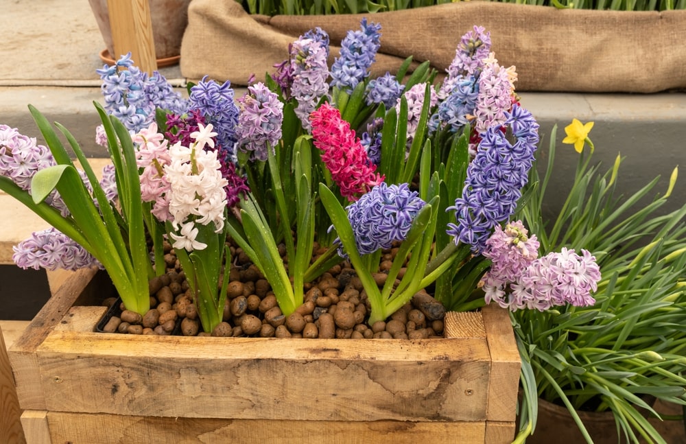Nereiklūs daugiamečiai augalai vazonuose – spalvingi hiacintai puikiai tinka tiek balkonams, tiek sodo kampeliams.
