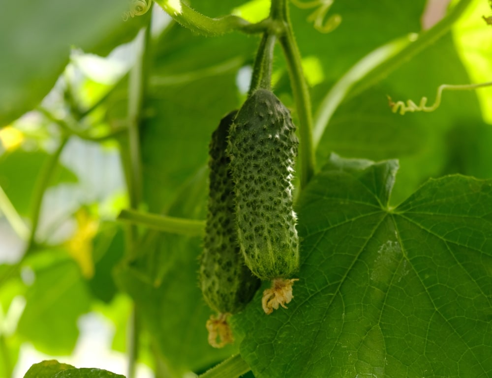 Pieno išrūgos agurkams padeda išauginti sveiką, gausų derlių be chemikalų.