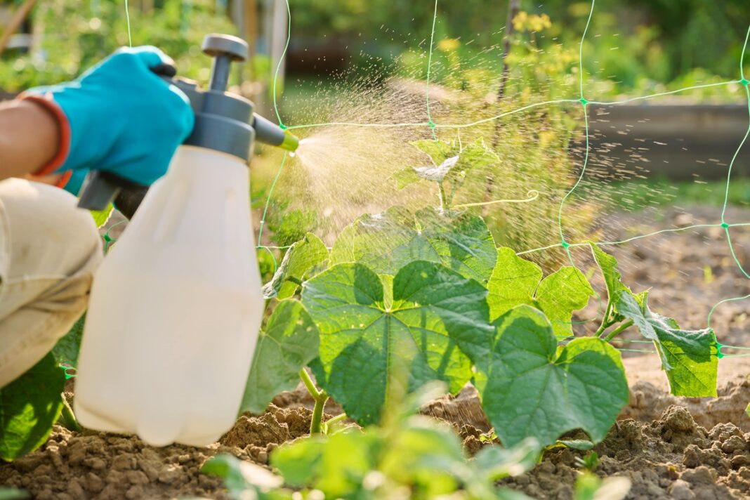 Pieno išrūgos agurkams purškiamos ant lapų – natūralus būdas nuo ligų ir augimo skatinimui.