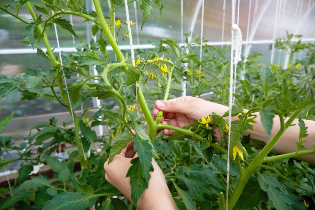 Pomidorų atžalų šalinimas krūmo priežiūros metu – dažna, bet nebūtinai naudinga praktika