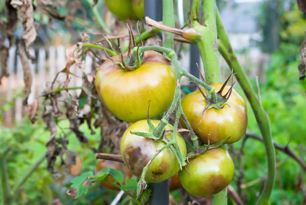 Pomidorų rudoji dėmėtligė vaisiuose – ant stiebų kabantys žali pomidorai su rudomis dėmėmis ir pažeistais lapais.