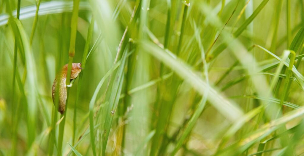 Šiltnamis be šliužų – šliužas slenka tarp žolės