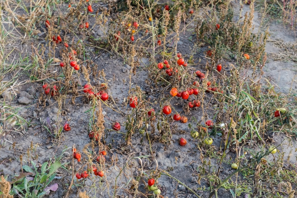 Šiltnamyje per karšta – nudžiūvę ir sudegę pomidorų augalai, praradę derlių dėl perkaitimo.