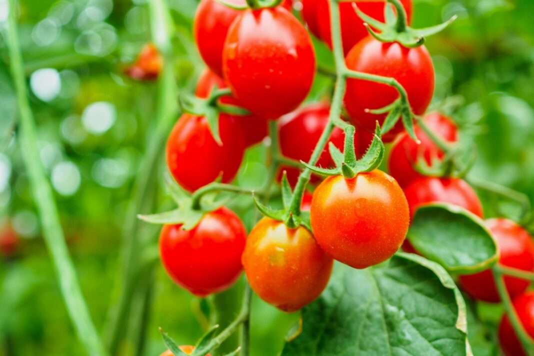 Soda pomidorams – vynuoginių pomidorų kekė sode, sultingi ir ryškūs vaisiai tarp žalumos.