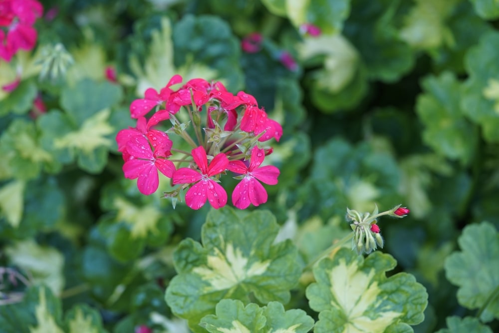 Stebuklinga trąša pelargonijoms – sveiki žali lapai ir ryškūs žiedai, atgaivinti natūraliomis trąšomis.