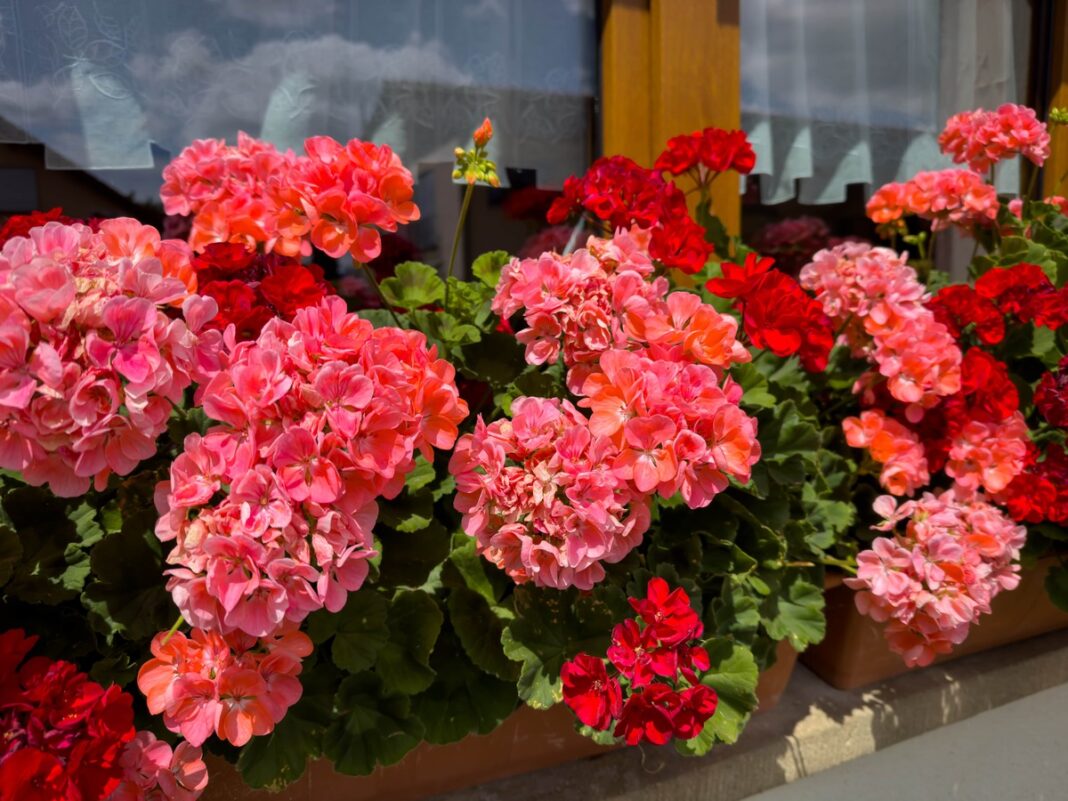 Stebuklinga trąša pelargonijoms – gausiai žydinčios pelargonijos prie lango po natūralaus trąšų naudojimo.