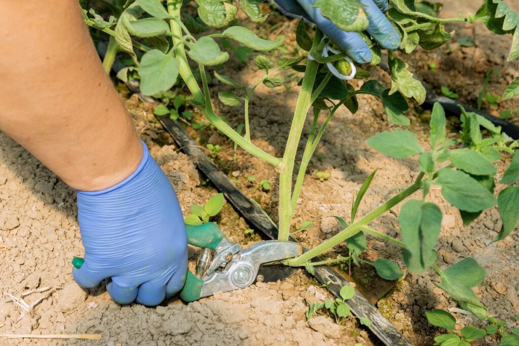 Tinkamas pomidorų genėjimas – šalinami apatiniai lapai siekiant sumažinti ligų riziką ir pagerinti derlių.