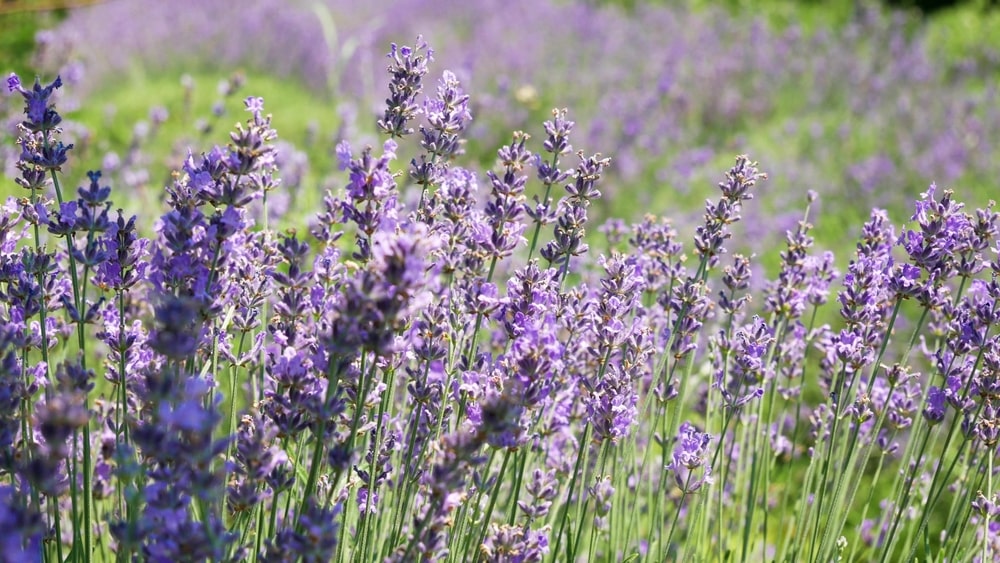 Tręšti levandas būtina saikingai – lauko levandos žydi tankiai, kai dirvožemis nėra pertręštas.