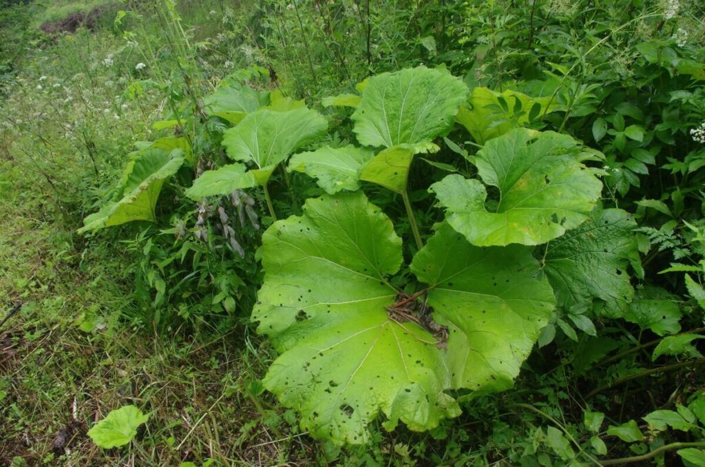 Varnalėšos lapai sąnarių skausmui augantys natūralioje gamtoje, plačiai naudojami liaudiškuose receptuose.