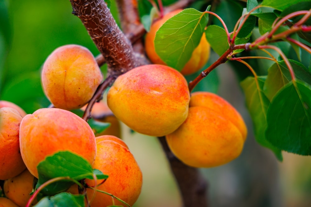Prinokę abrikosai ant medžio šakos vasarą