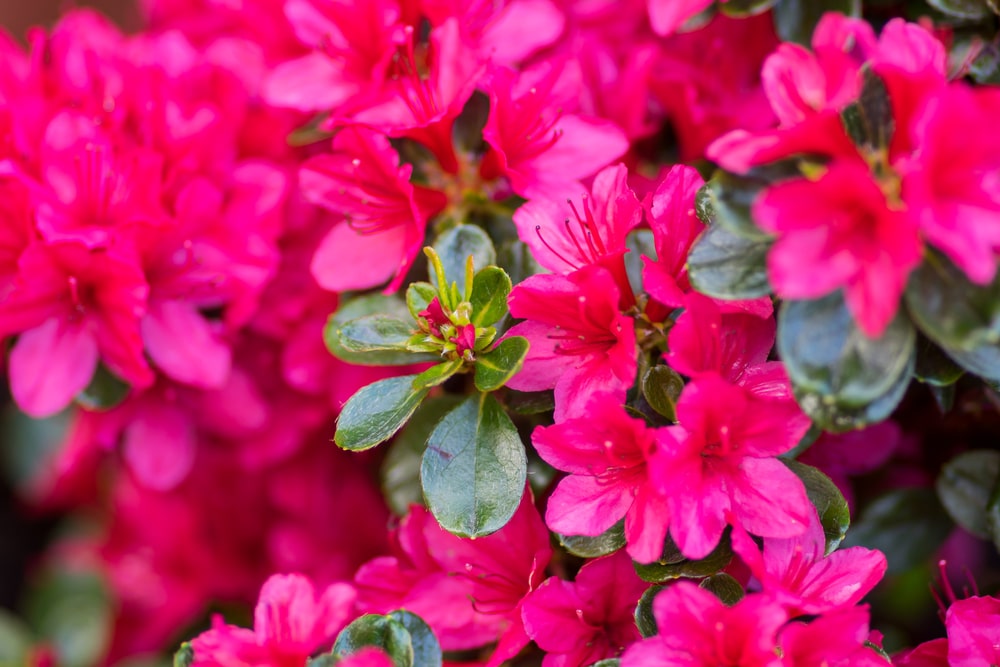 Azalijos žydėjimo problemos – ryškiai rožiniai žiedai stambiu planu, apsupti žalių lapų.