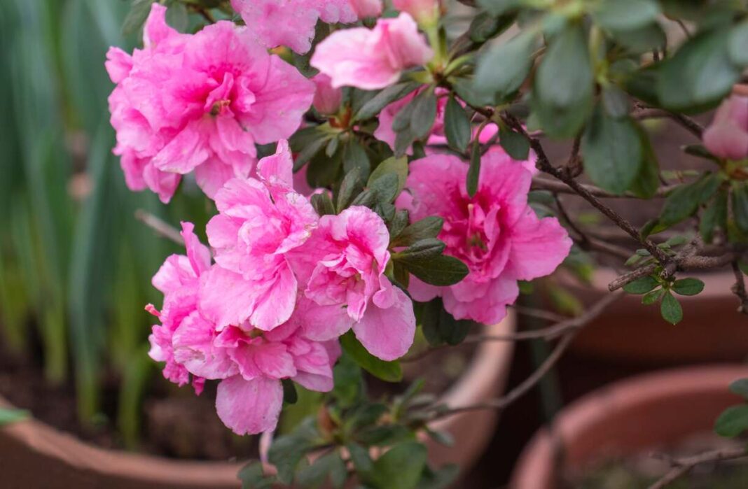 Azalijos žydėjimo problemos – rožiniai žiedai su sveikais lapais sode.