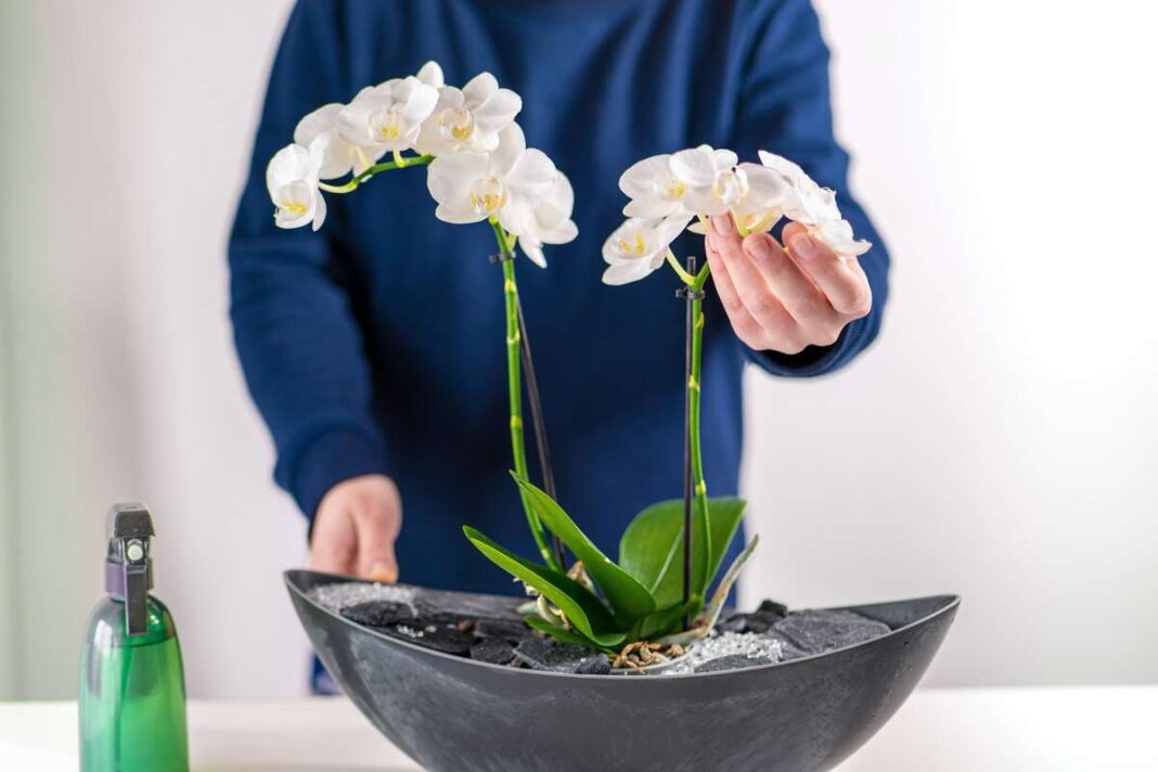 Citrinos sultys orchidėjoms padeda skatinti žydėjimą – baltosios orchidėjos prižiūrimos namuose po natūralios trąšos naudojimo.