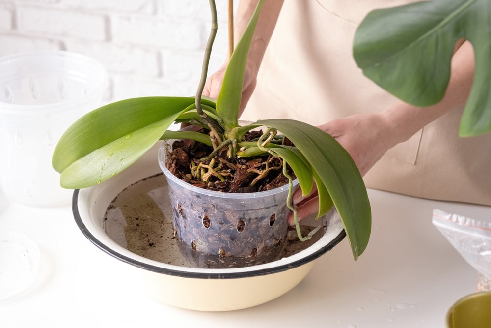 Citrinos sultys orchidėjoms naudojamos šaknų mirkymui – paprastas metodas šaknų stiprinimui ir augalo atgaivinimui.