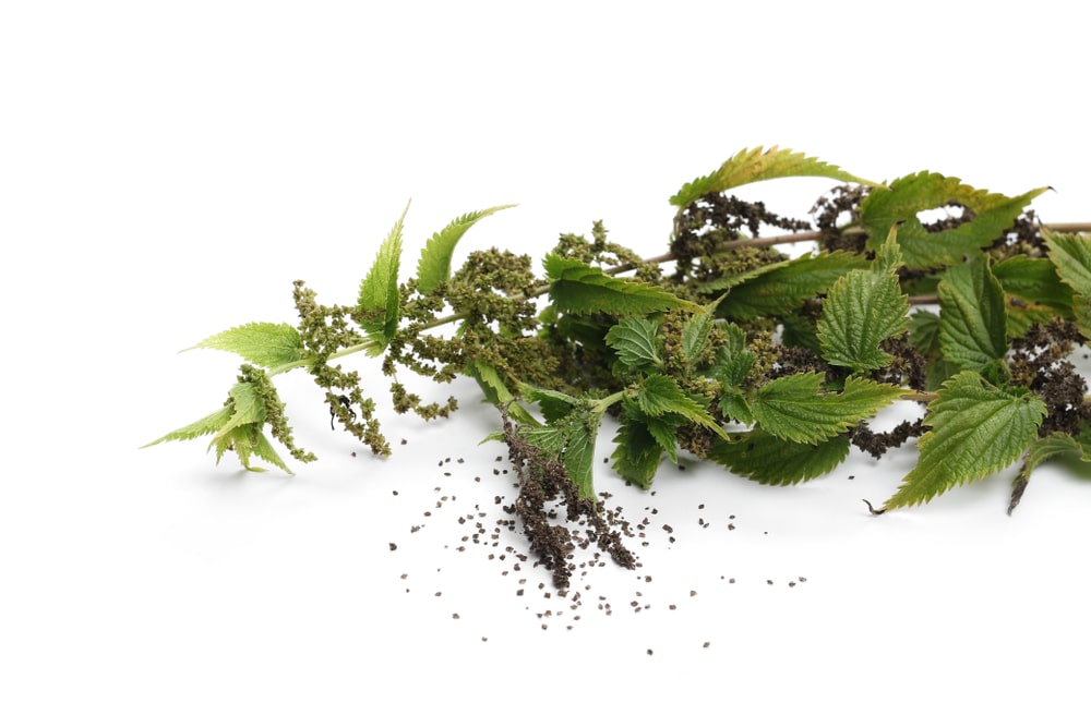 Dilgėlių sėklos potencijai – natūrali priemonė vyrams, padedanti stiprinti organizmą ir palaikyti vyrišką galią.