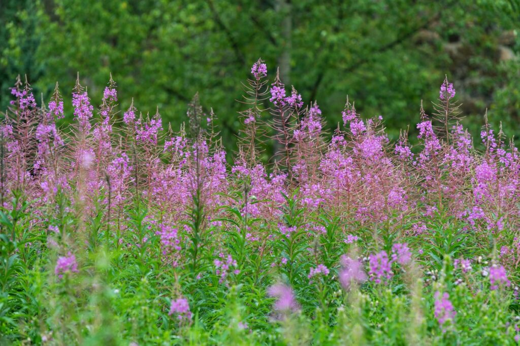Gauromečio nauda sveikatai prasideda nuo šio laukinio augalo – žydintys siauralapiai gauromečiai vasaros pievoje, pilni vertingų medžiagų.