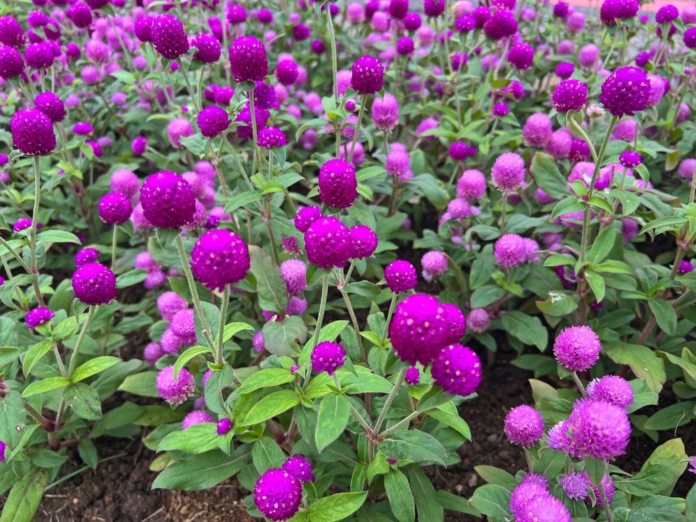 Ryškiai violetinės gomfrenos, žydinčios vasaros pabaigoje.
