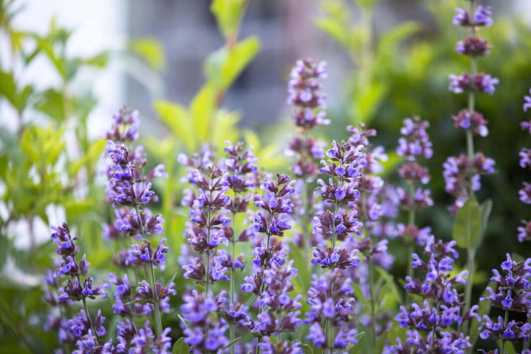 Žydintis čiobrelis lauke – natūrali priemonė gydymas čiobreliu, turinti antibakterinių ir priešuždegiminių savybių.