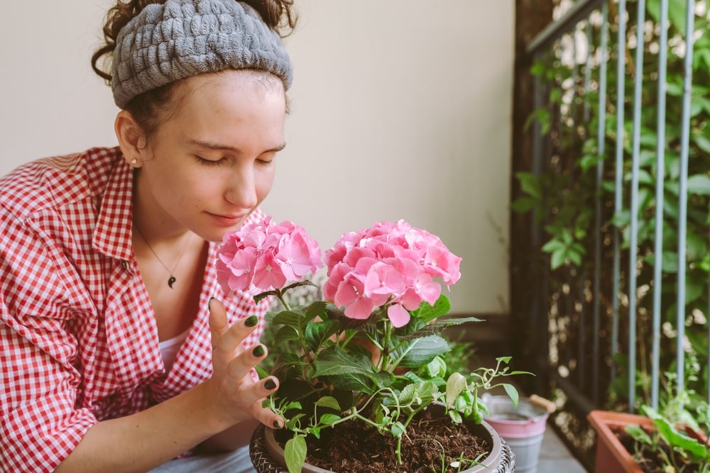 Jauna moteris balkone prižiūri persodintą hortenziją vazone – rožiniai žiedai ir sveiki lapai rodo, kad augalas prigijo.