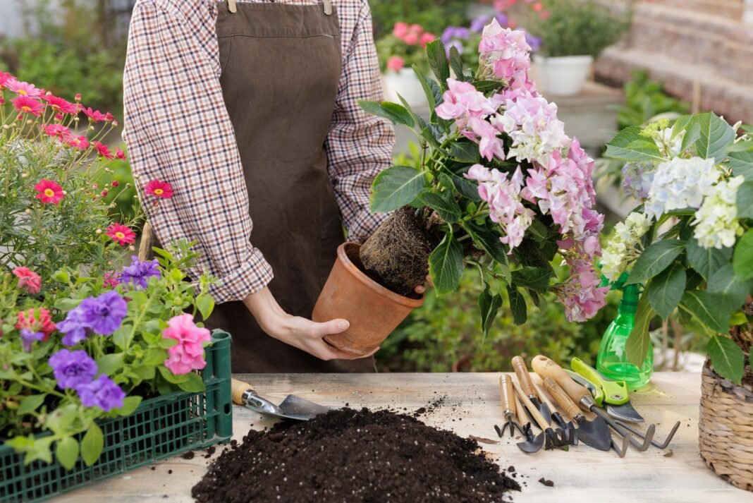 Moteris su prijuoste persodina hortenziją į naują vazoną – šaknys matomos, gėlė žydinti, šalia – sodo įrankiai.
