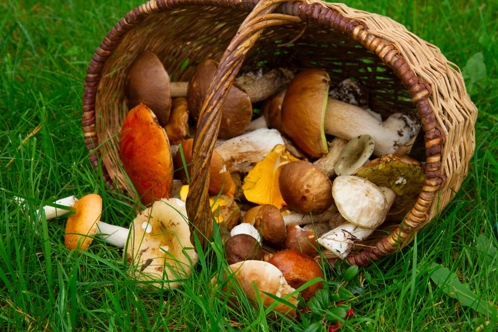 Pinti krepšiai su surinktais miško grybais – natūralus pavyzdys, kaip sėti grybus ir sulaukti derliaus šalia namų.