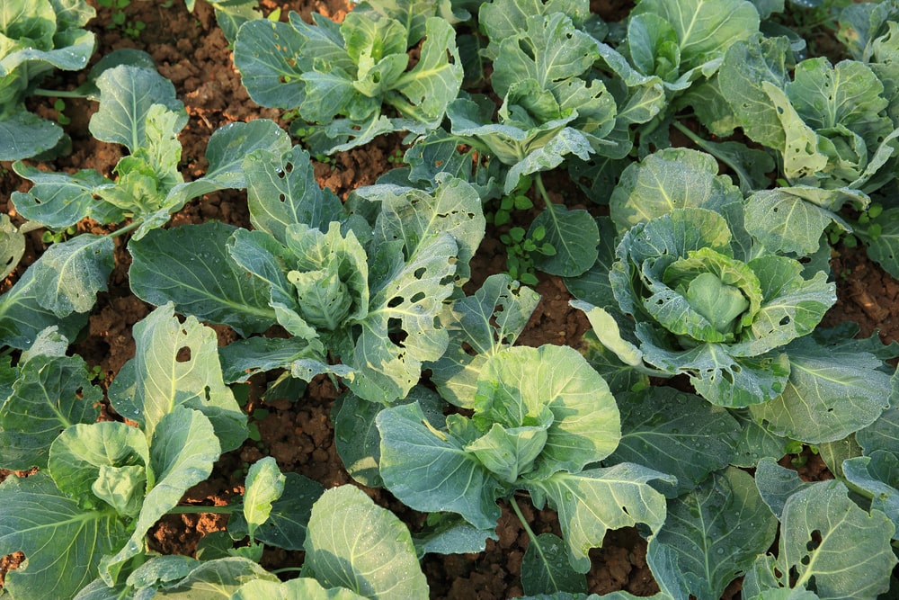 kopūstų apsauga nuo šliužų – jaunų kopūstų lapai su skylėmis